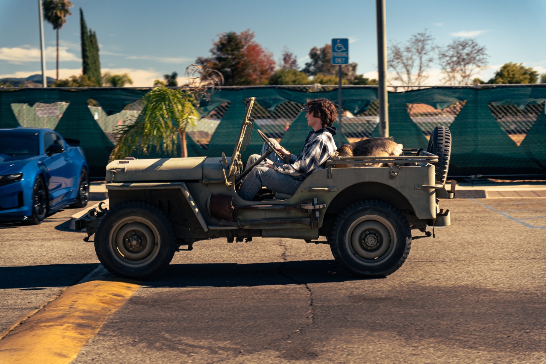Vintage Willys military Jeep with dog riding in the back at the meet